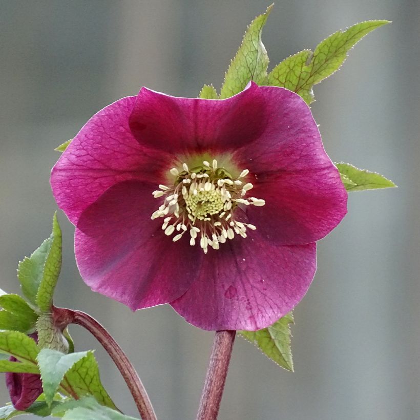 Hellébore orientale Magic Rouge (Floraison)