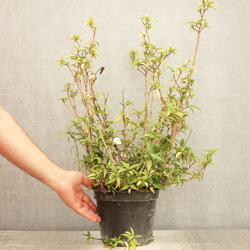 Spécimen de Helwingia himalaica - Helwingie de l'Himalaya Pot de 3L/4L tel que livré en été