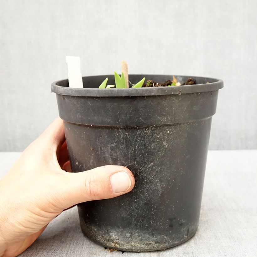 Spécimen de Hémérocalle Chicago Sunrise - Lis d'un jour - Pot de 2L/3L tel que livré au printemps