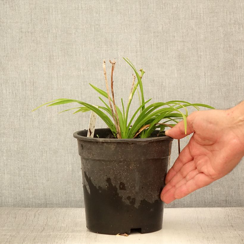 Spécimen de Hémérocalle Everydaylily Bronze - Lis d'un jour - Pot de 2L/3L tel que livré en été