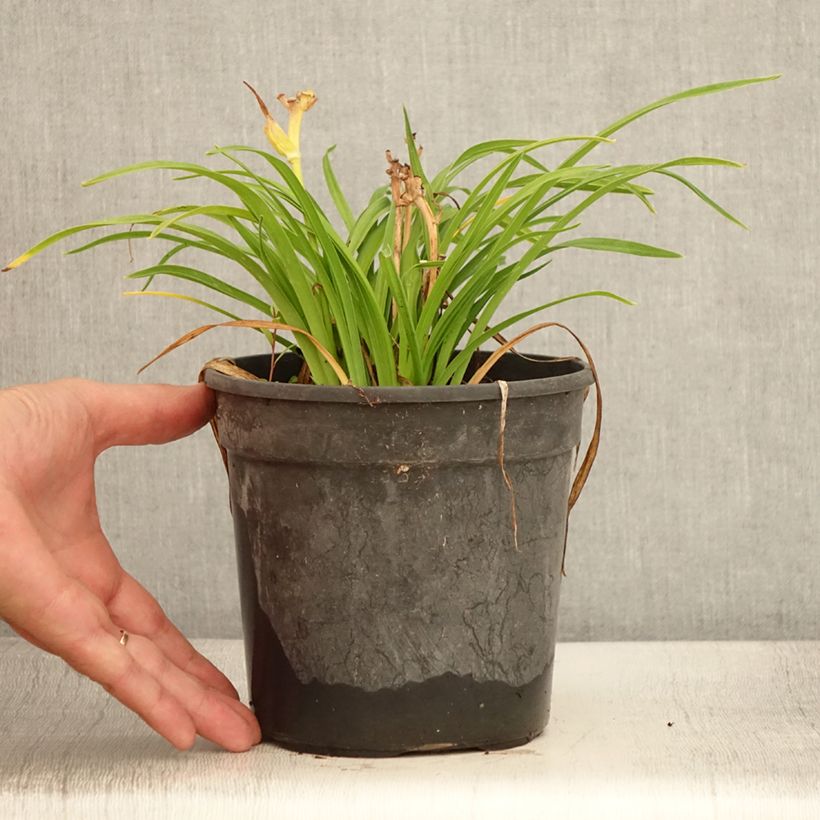 Spécimen de Hémérocalle Everydaylily Cerise - Lis d'un jour - Pot de 2L/3L tel que livré en été