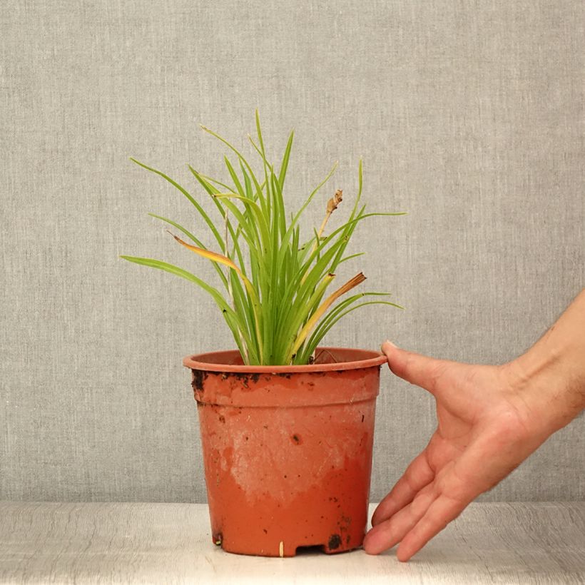 Spécimen de Hémérocalle Everydaylily Punch Yellow - Lis d'un jour Pot de 2L/3L tel que livré en été