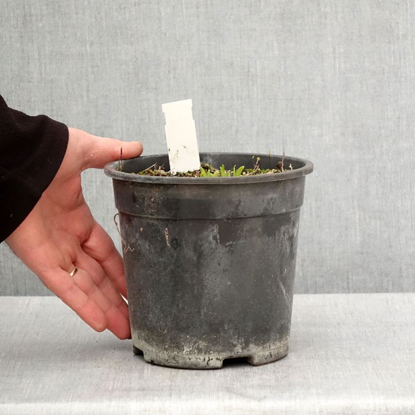 Spécimen de Hémérocalle Everydaylily Punch Yellow - Lis d'un jour - Pot de 2L/3L tel que livré au printemps