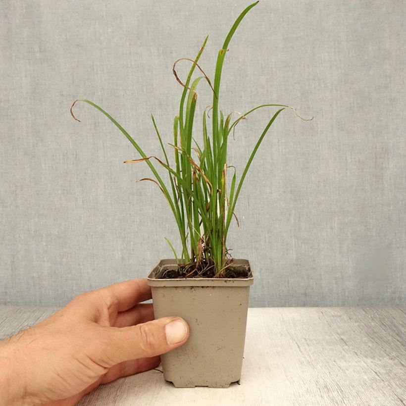Spécimen de Hémérocalle Everydaylily Red Ribs - Lis d'un jour Godet de 8/9 cm tel que livré en été
