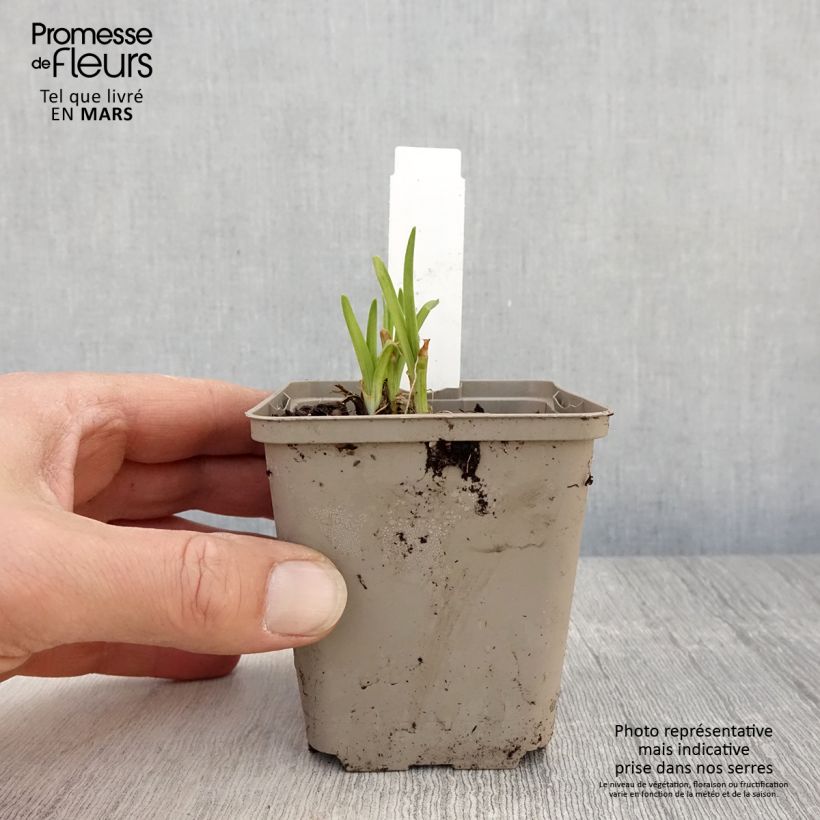 Spécimen de Hémérocalle Everydaylily Red Ribs - Lis d'un jour godet de 8/9cm tel que livré au printemps