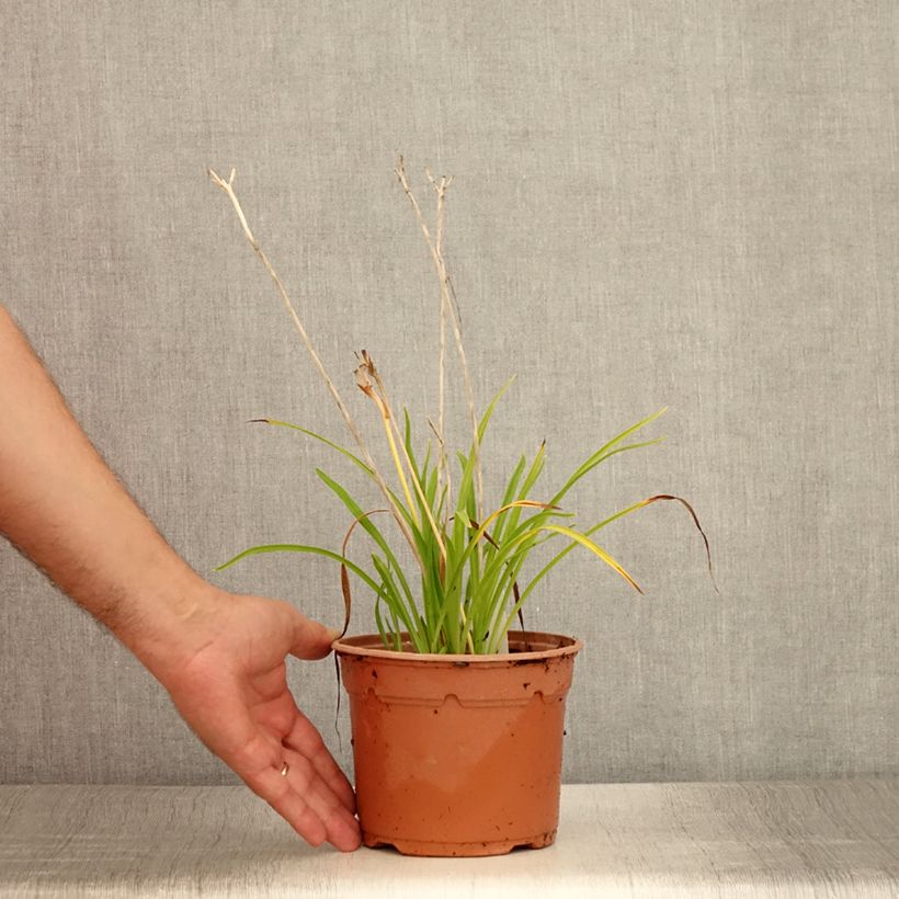 Spécimen de Hémérocalle Everydaylily Red Ribs - Lis d'un jour - Pot de 2L/3L tel que livré en été