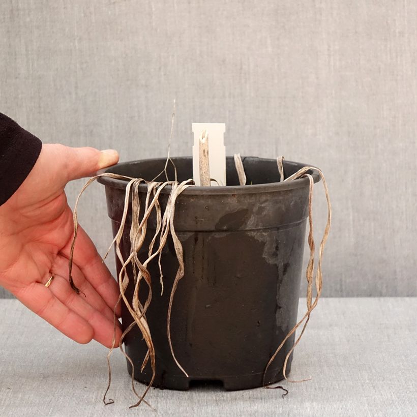 Spécimen de Hémérocalle Final Touch - Lis d'un jour rose carmin à centre vert Pot de 2L/3L tel que livré en hiver