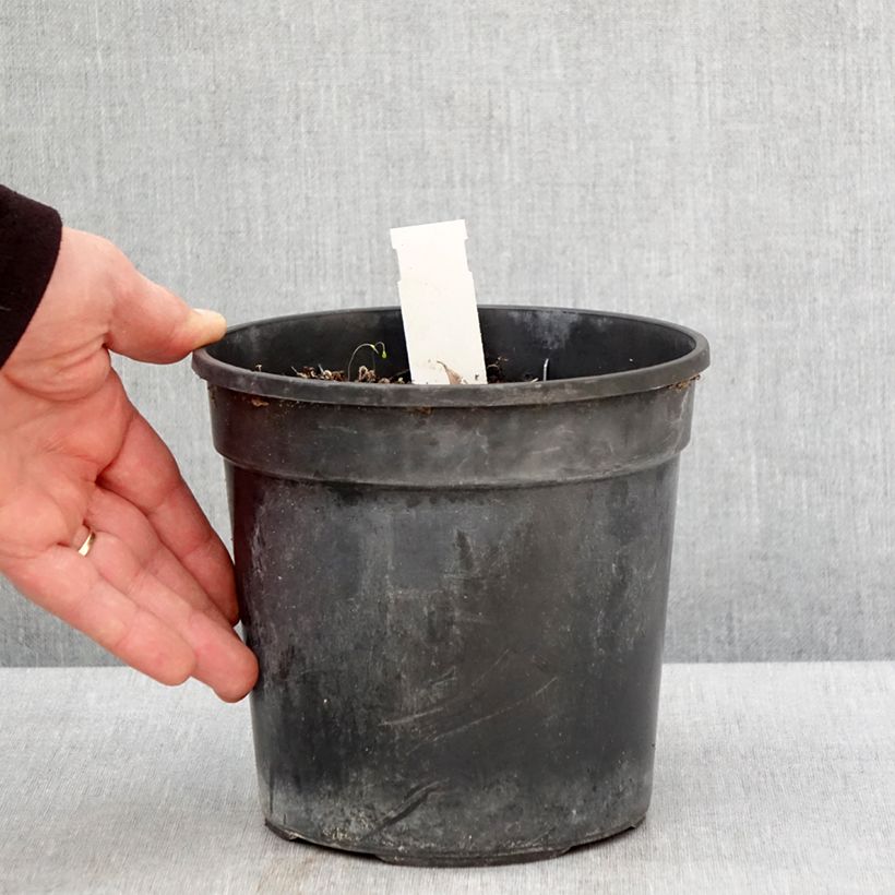 Spécimen de Hémérocalle Final Touch - Lis d'un jour rose carmin à centre vert - Pot de 2L/3L tel que livré au printemps