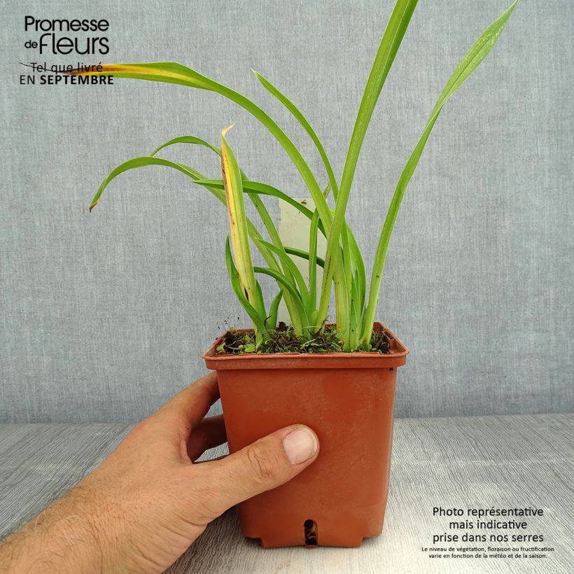 Spécimen de Hémérocalle Fooled Me - Lis d'un jour Pot de 1L/1,5L tel que livré en été