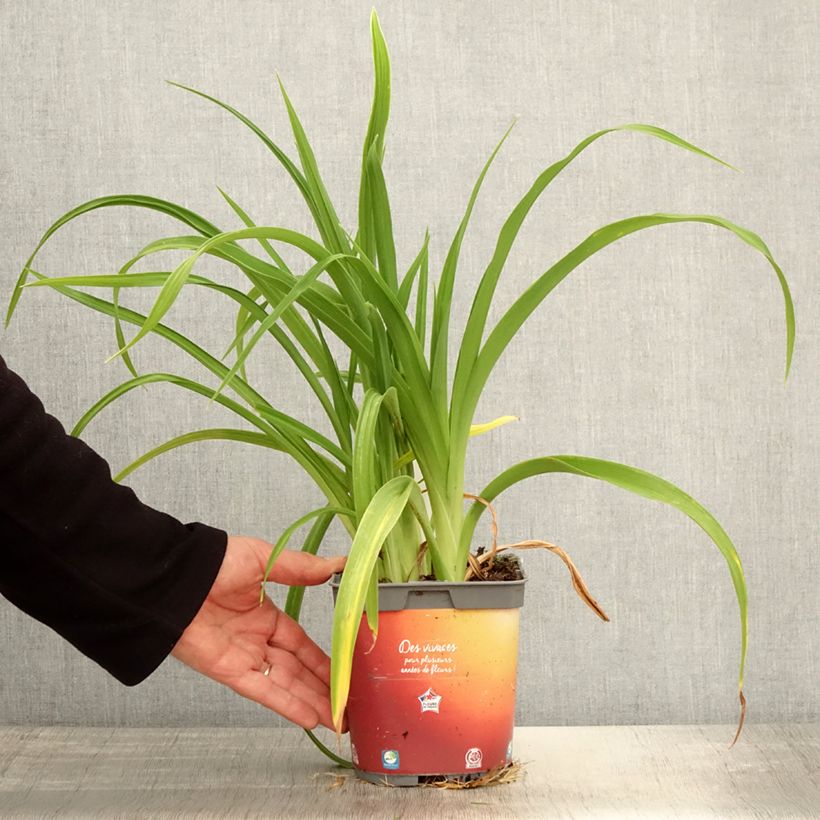 Spécimen de Hémérocalle Frans Hals - Lis d'un Jour bicolore rouge orange Pot de 1L./1,5L. tel que livré au printemps