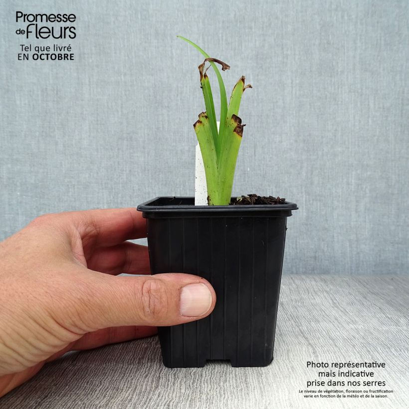 Spécimen de Hémérocalle fulva Flore Pleno - Lis d'un jour Godet de 8/9 cm tel que livré en automne