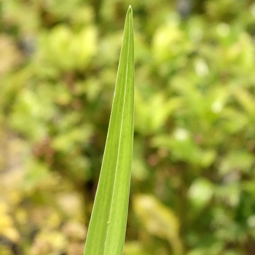 Hémérocalle fulva Flore Pleno - Lis d'un jour (Feuillage)