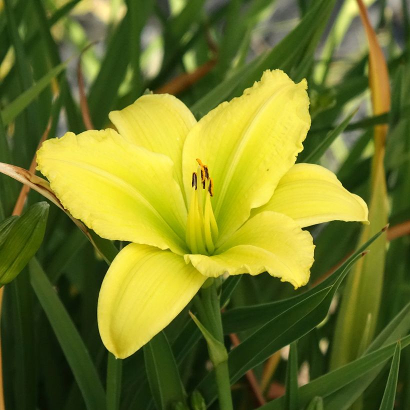 Hémérocalle Green Flutter - Lis d'un Jour blanc verdâtre (Floraison)