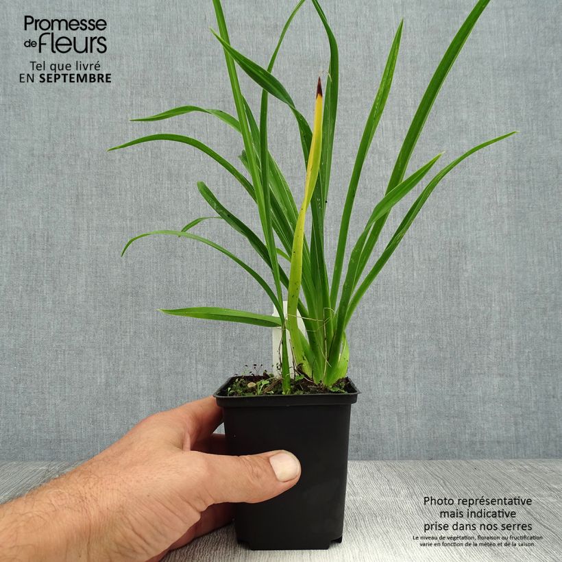 Spécimen de Hémérocalle Green Flutter - Lis d'un Jour blanc verdâtre Godet de 8/9 cm tel que livré en été