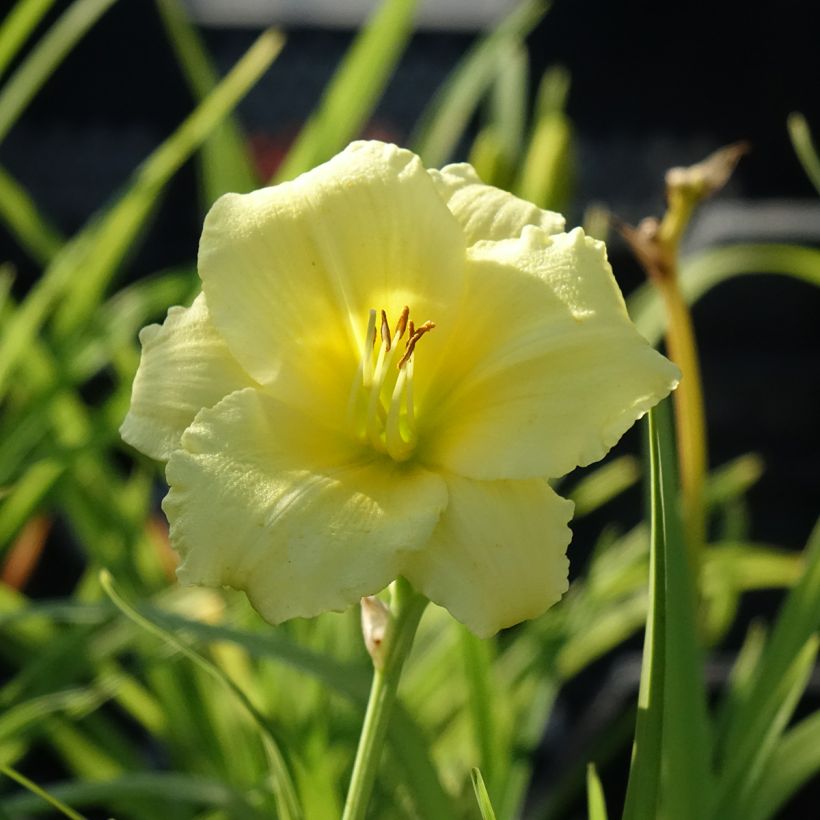 Hémérocalle Happy Returns - Lis d'un jour jaune citron (Floraison)