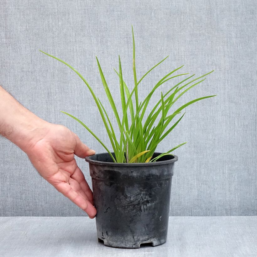 Spécimen de Hémérocalle Happy Returns - Lis d'un jour jaune citron Pot de 2L/3L tel que livré au printemps