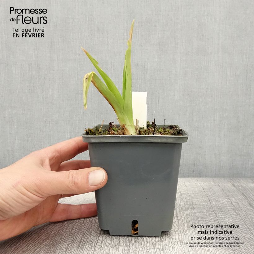 Spécimen de Hémérocalle In Excess - Lis d'un jour Pot de 1L/1,5L tel que livré en hiver