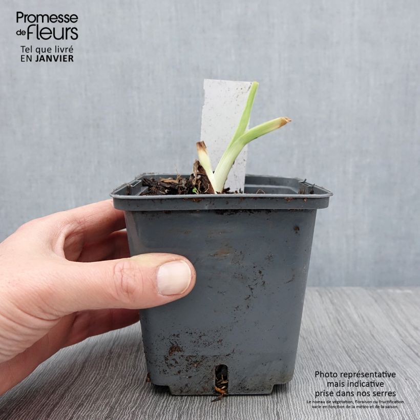 Spécimen de Hémérocalle Land of Cotton - Lis d'un jour Pot de 1L/1,5L tel que livré en hiver