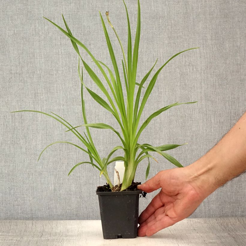 Spécimen de Hémérocalle lilioasphodelus - Lis d'un Jour Godet de 8/9 cm tel que livré en été