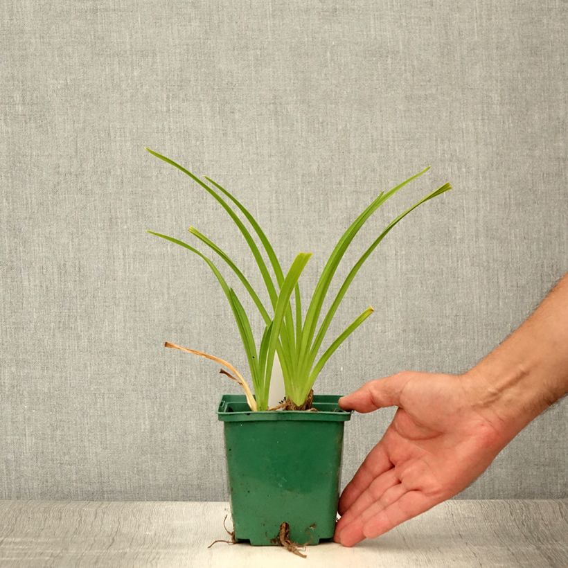 Spécimen de Hémérocalle Lullaby Baby - Lis d'un jour rose saumoné pâle Godet de 8/9 cm tel que livré en été