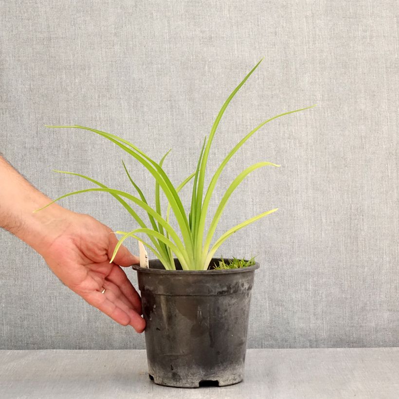 Spécimen de Hémérocalle Mauna Loa - Lis d'un jour orange Pot de 2L/3L tel que livré en été