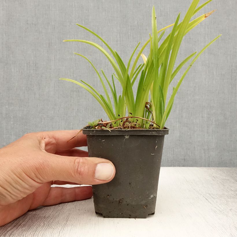 Spécimen de Hémérocalle Mini Pearl - Lis d'un jour abricot rosé Godet de 8/9 cm tel que livré en été