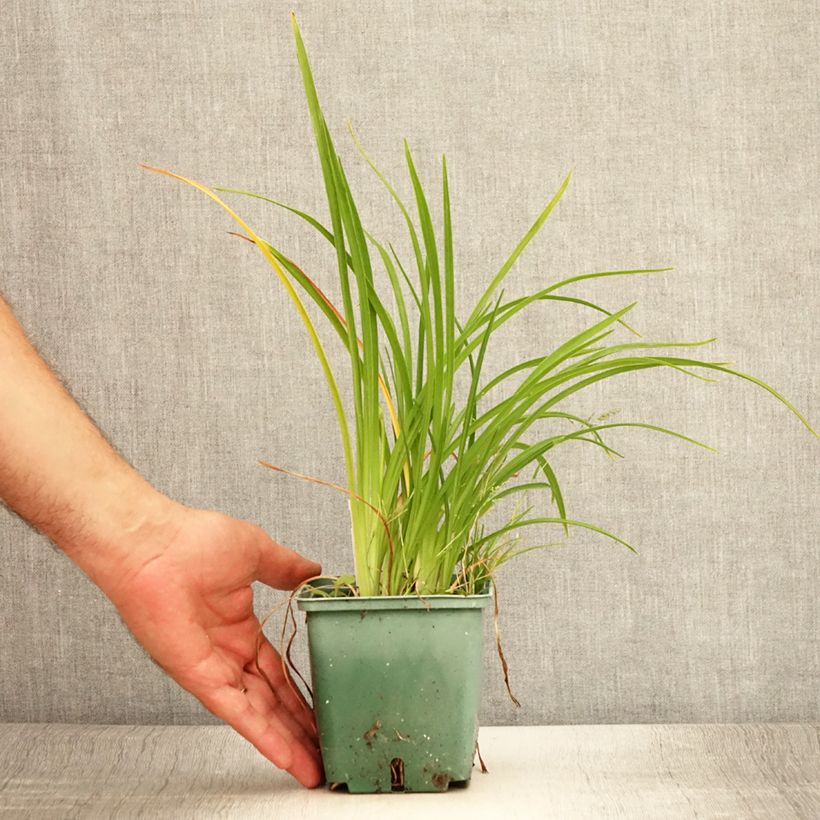 Spécimen de Hemerocalle Mini Stella - Lis d'un jour jaune vif Pot de 1L/1,5L tel que livré en été