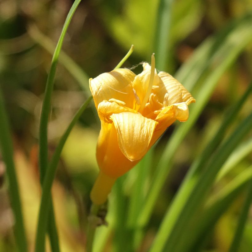 Hemerocalle Mini Stella - Lis d'un jour jaune vif (Floraison)