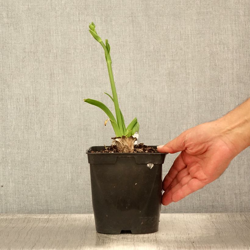 Spécimen de Hémérocalle Nature's Crown - Lis d'un jour Pot de 1L/1,5L tel que livré en été