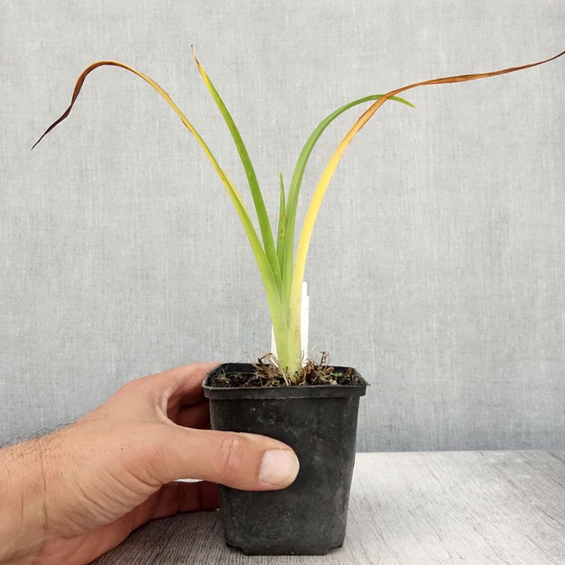 Spécimen de Hémérocalle Olive Bailey Langdon - Lis d'un jour pourpre fuchsia Godet de 8/9 cm tel que livré en automne