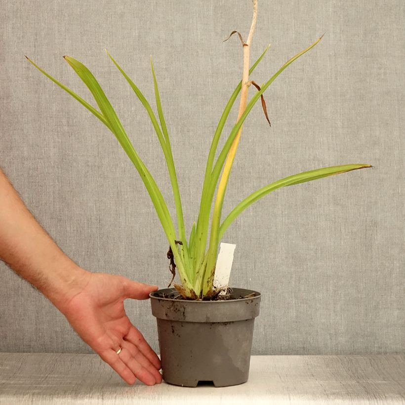 Spécimen de Hémérocalle ou hemerocallis Gentle Shepherd Pot de 2L/3L tel que livré en été