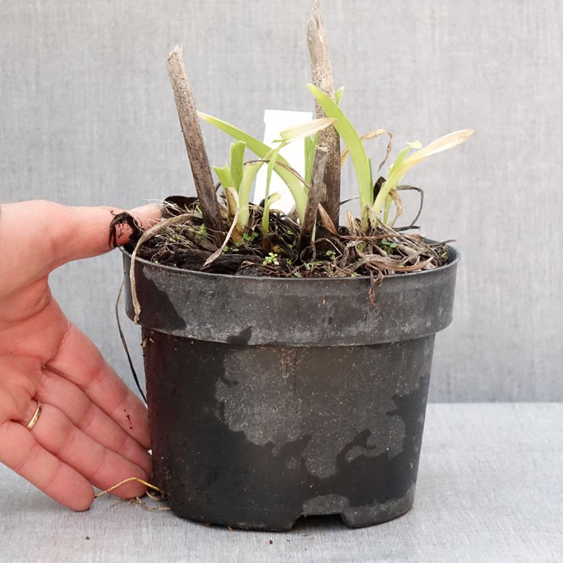 Spécimen de Hémérocalle ou hemerocallis Gentle Shepherd - Pot de 2L/3L tel que livré en hiver