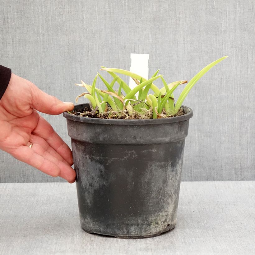 Spécimen de Hémérocalle ou hemerocallis Gentle Shepherd - Pot de 2L/3L tel que livré au printemps