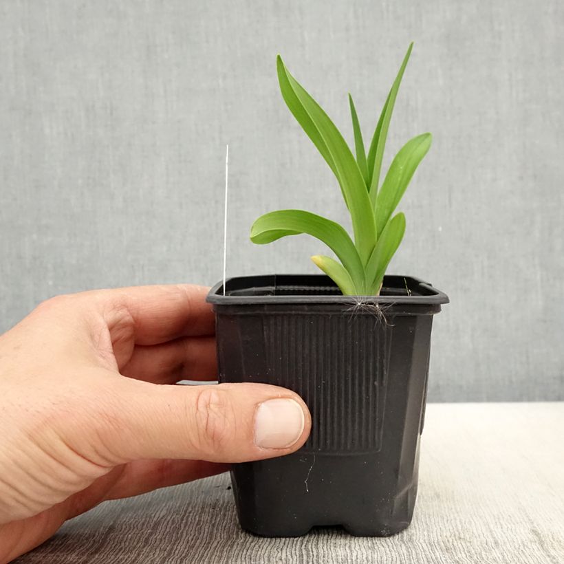 Spécimen de Hémérocalle ou hemerocallis Patricia Jojo Godet de 9cm tel que livré au printemps