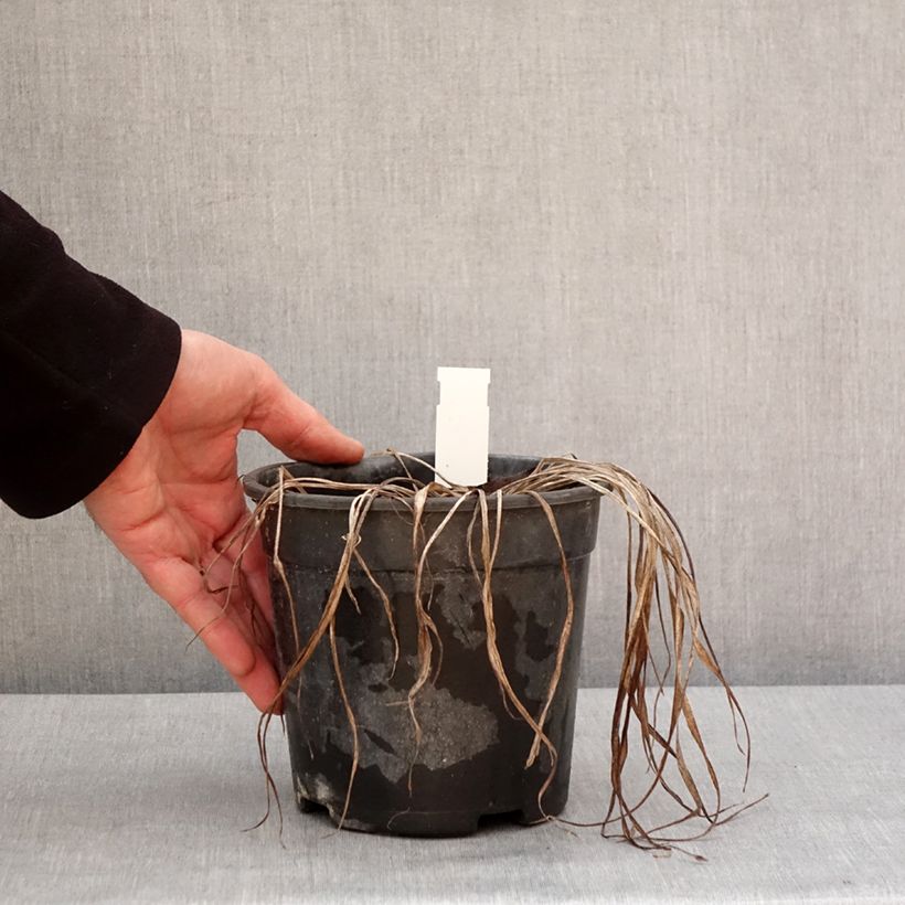 Spécimen de Hémérocalle Pardon Me - Lis d'un jour rouge sombre. Pot de 2L/3L tel que livré en hiver