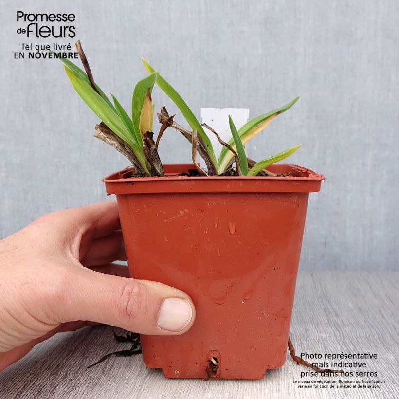 Spécimen de Hémérocalle Piano Man - Lis d'un jour Pot de 1L/1,5L tel que livré en automne