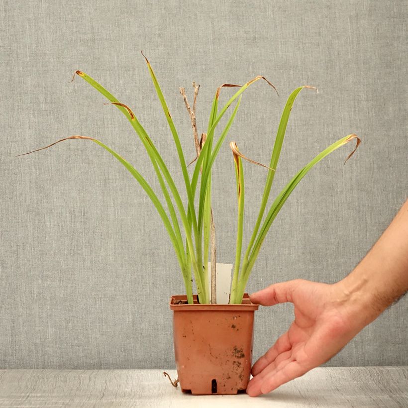 Spécimen de Hémérocalle Poogie Pot de 1L/1,5L tel que livré en été