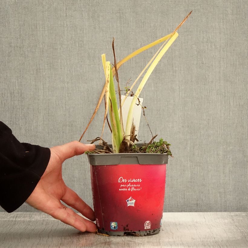 Spécimen de Hémérocalle Red Rum - Lis d'un jour rouge cerise clair. Pot de 2L/3L tel que livré en automne
