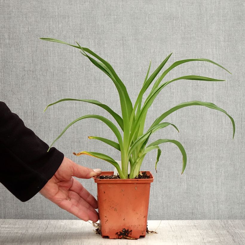 Spécimen de Hémérocalle Rose Corsage Pot de 1L/1,5L tel que livré au printemps