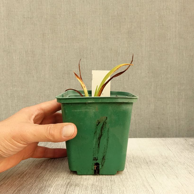 Spécimen de Hémérocalle Roswitha - Lis d'un jour Pot de 1,5L/2L tel que livré en automne