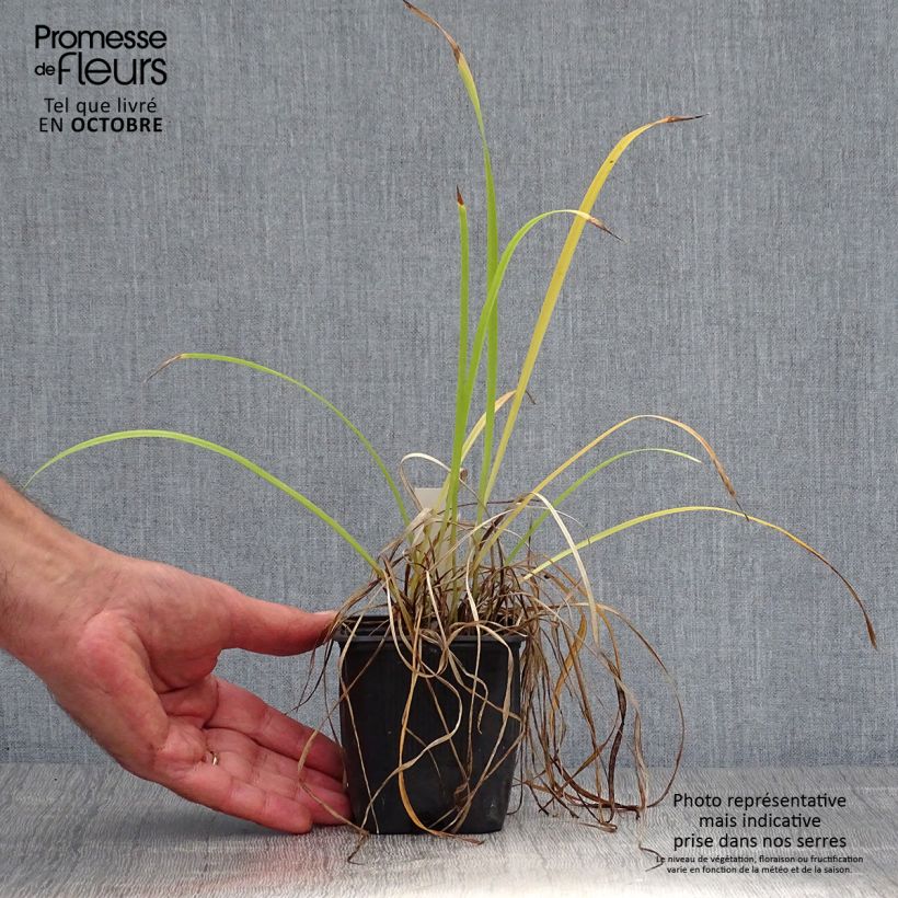Spécimen de Hémérocalle Sammy Russel - Lis d'un jour Godet de 8/9 cm tel que livré en automne