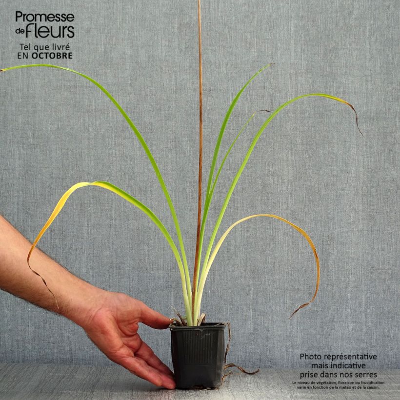 Spécimen de Hémérocalle Shooting Star - Lis d'un jour jaune clair à reflets verts. Godet de 8/9 cm tel que livré en automne