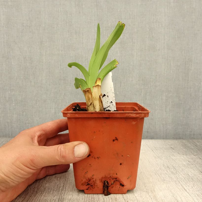 Spécimen de Hémérocalle Startle - Lis d'un jour Pot de 1L/1.5L tel que livré au printemps