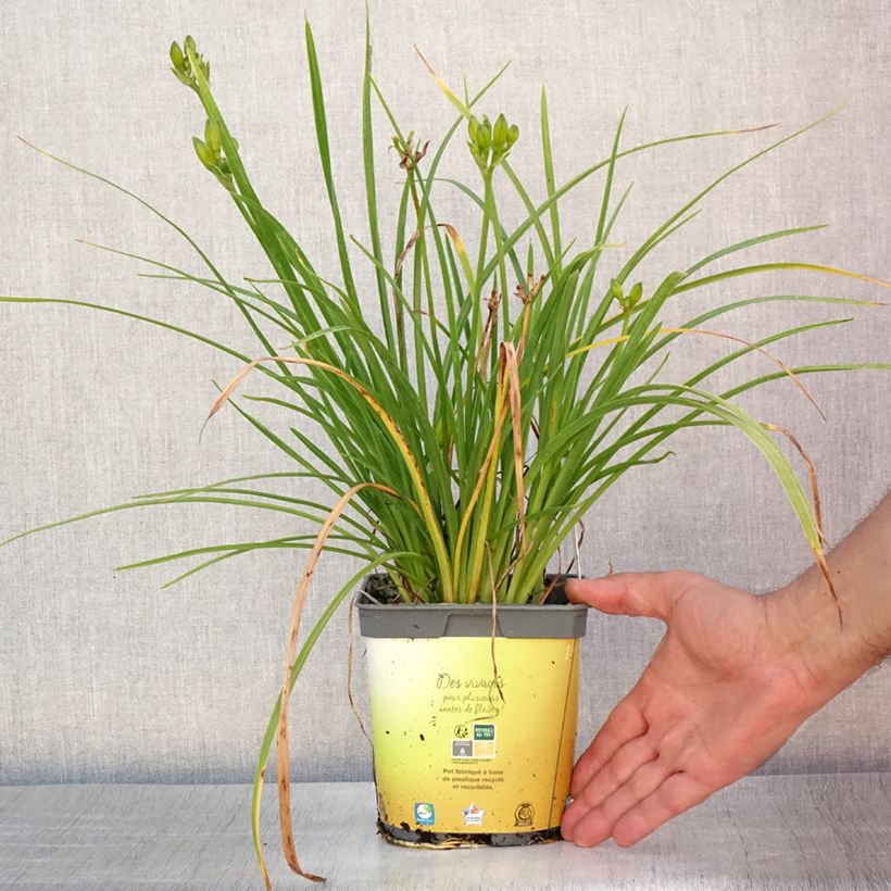 Spécimen de Hémérocalle Stella de Oro - Lis d'un Jour jaune Pot de 2L/3L tel que livré en été
