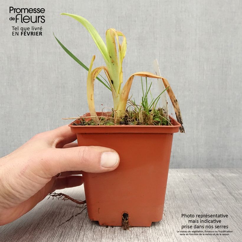 Spécimen de Hémérocalle Veins of Truth - Lis d'un jour Pot de 1L/1,5L tel que livré en hiver