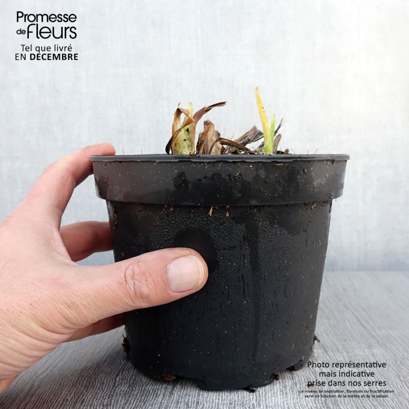 Spécimen de Hémérocalle White Temptation - Lis d'un jour Pot de 2L/3L tel que livré en automne