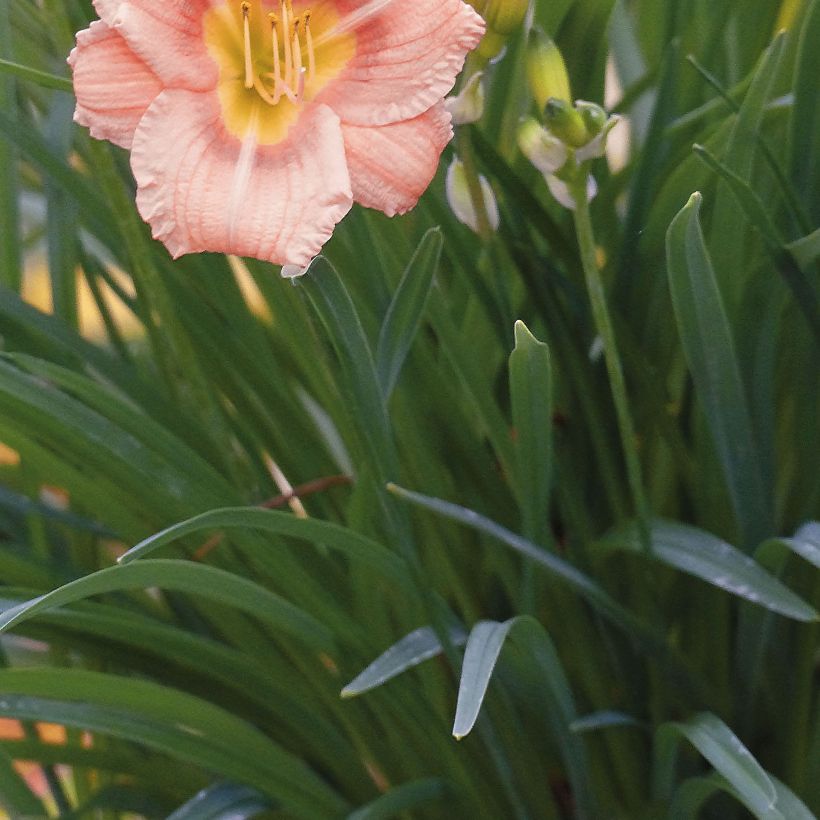 Hemerocallis Everydaylily Rose - Lis d'un jour  (Feuillage)