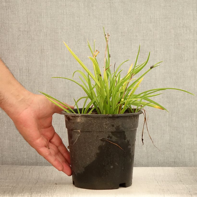 Spécimen de Hemerocallis Everydaylily Rose - Lis d'un jour  - Pot de 2L/3L tel que livré en été