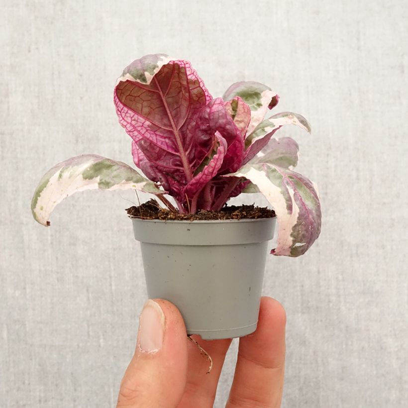Spécimen de Hemigraphis Snow White Mini-plante tel que livré au printemps
