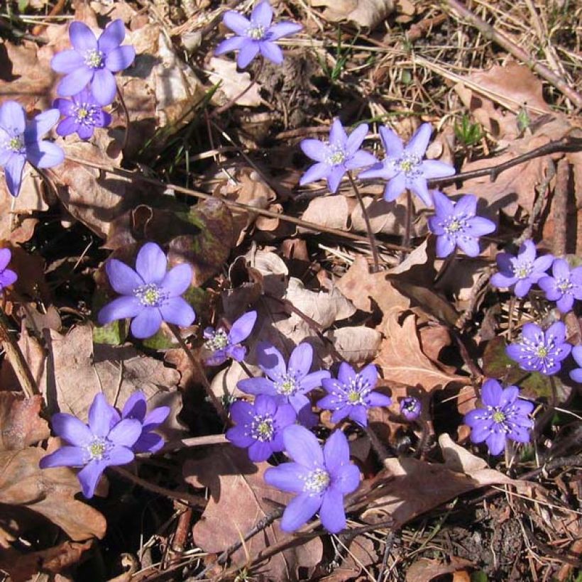 Hepatica nobilis - Anémone Hépatique (Port)